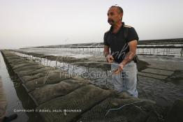 Image du Maroc Professionnelle de  À partir de 2004, la baie de Dakhla qui dispose de l’écosystème le plus adapté à l’élevage d’huîtres a connu l'installation de plusieurs projets ostréicoles productifs. Les premières fermes ostréicoles se sont installées en 2002 dans la région, devenue ces dernières années la plus productrice du pays avec 280 tonnes d’huîtres par an et un millier de personnes employées.  Mardi 21 Novembre 2006. (Photo / Abdeljalil Bounhar)


 